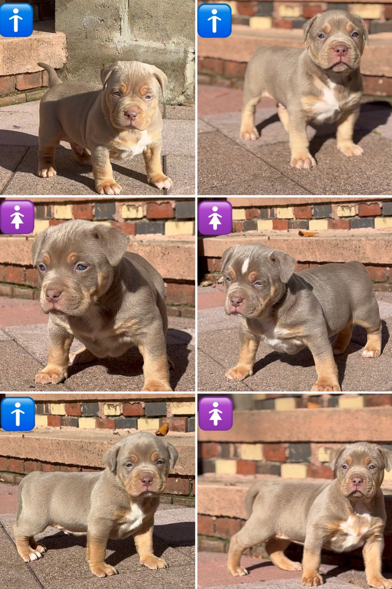 Puppies 1