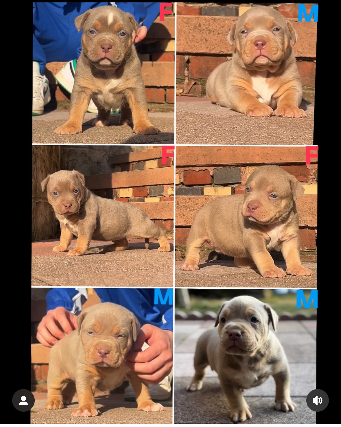 Puppies 2