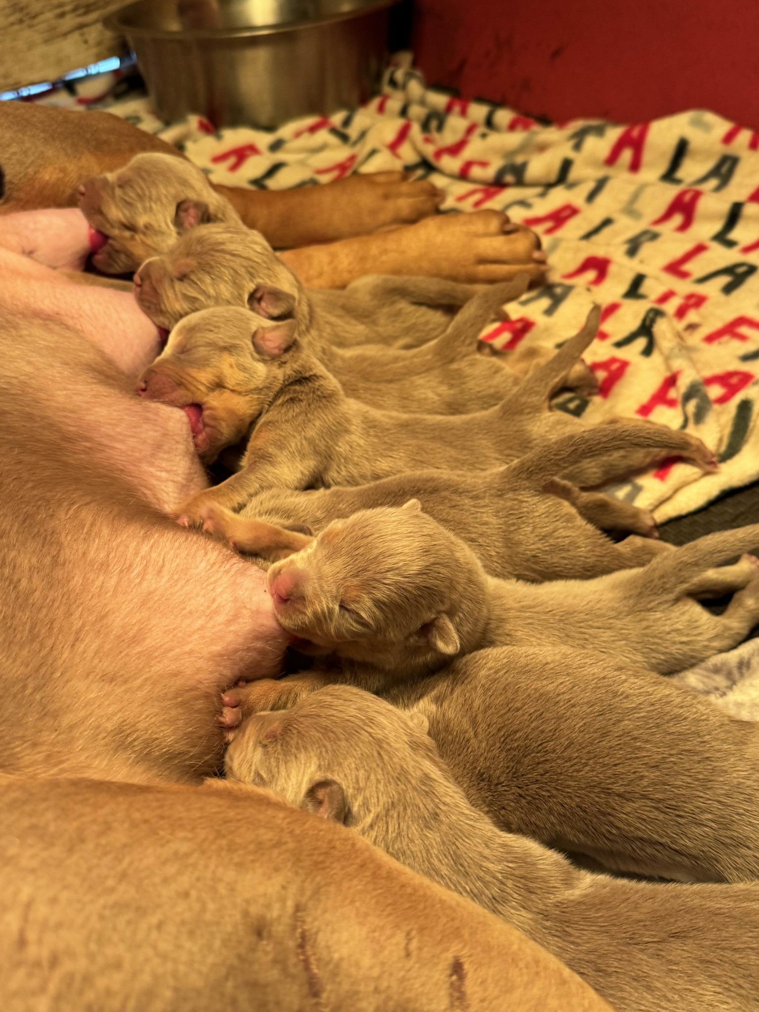 Puppies 3