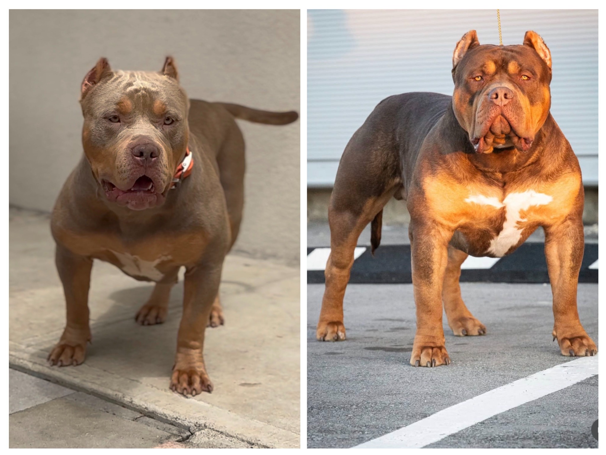 Upcoming Breeding: Asia × Exodus