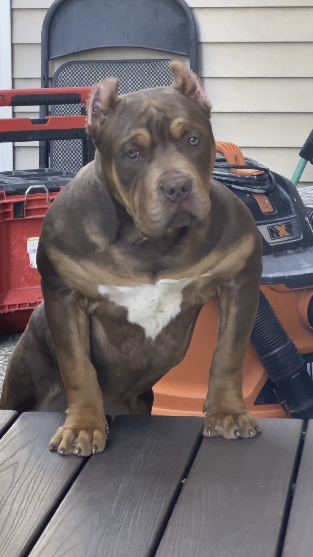 Roller aka High Roller - Photo 2