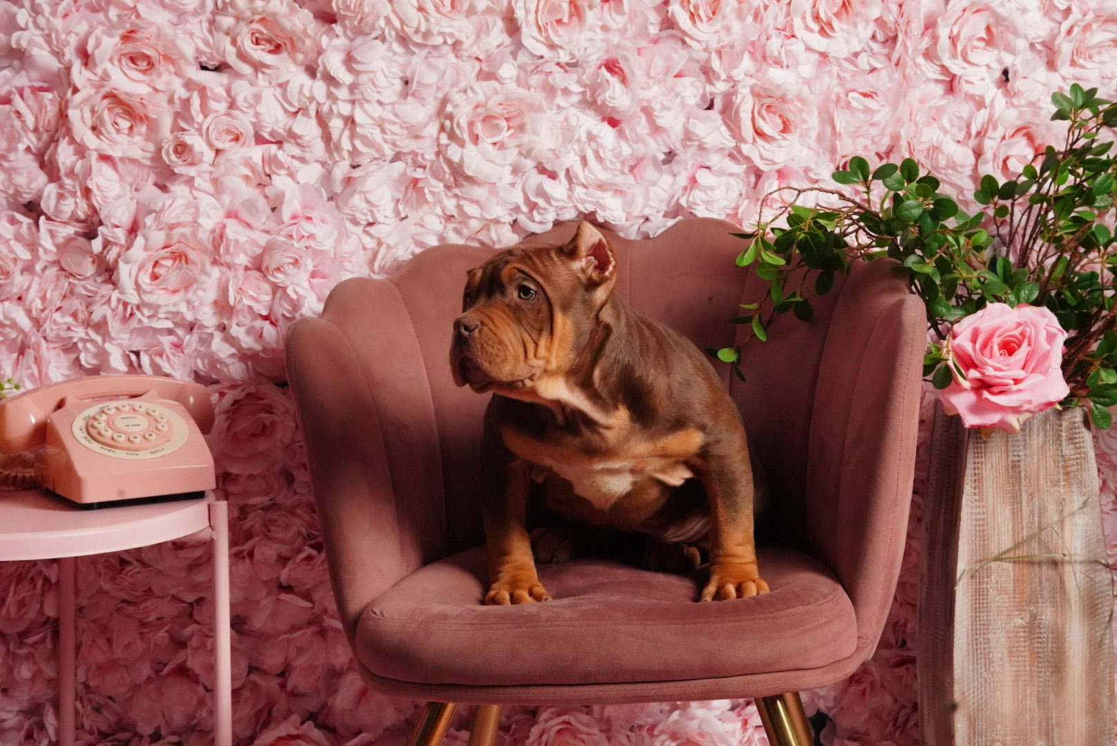 Roller aka High Roller - Photo 1