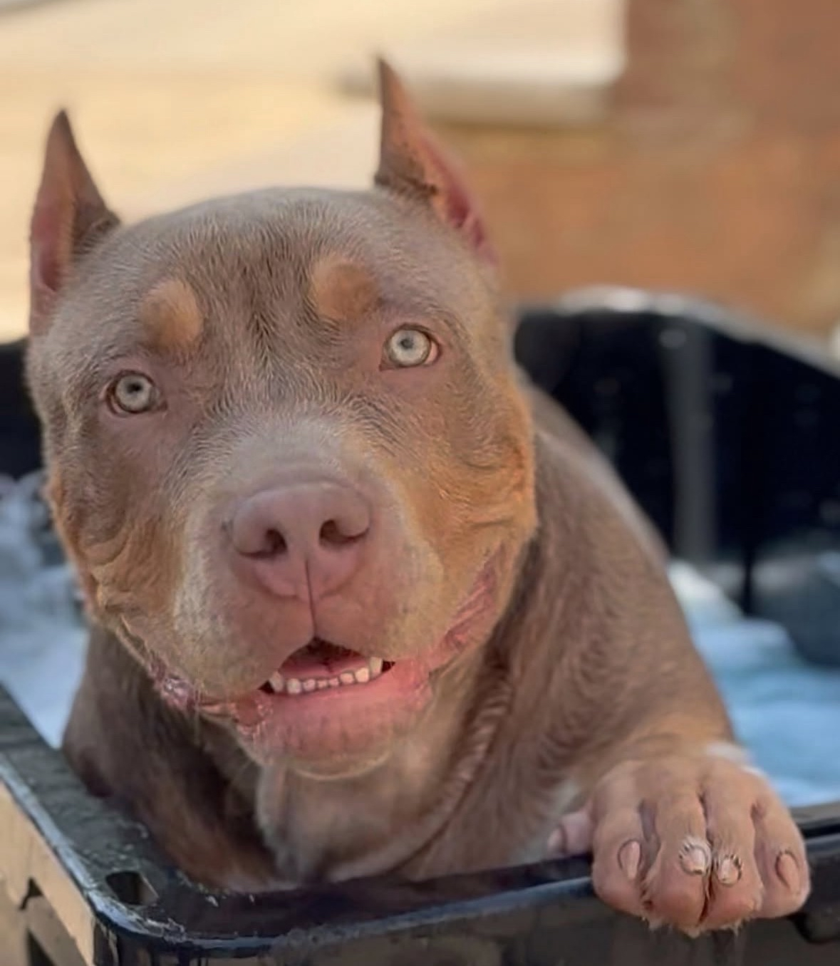 Lilac Tri Bully Portrait