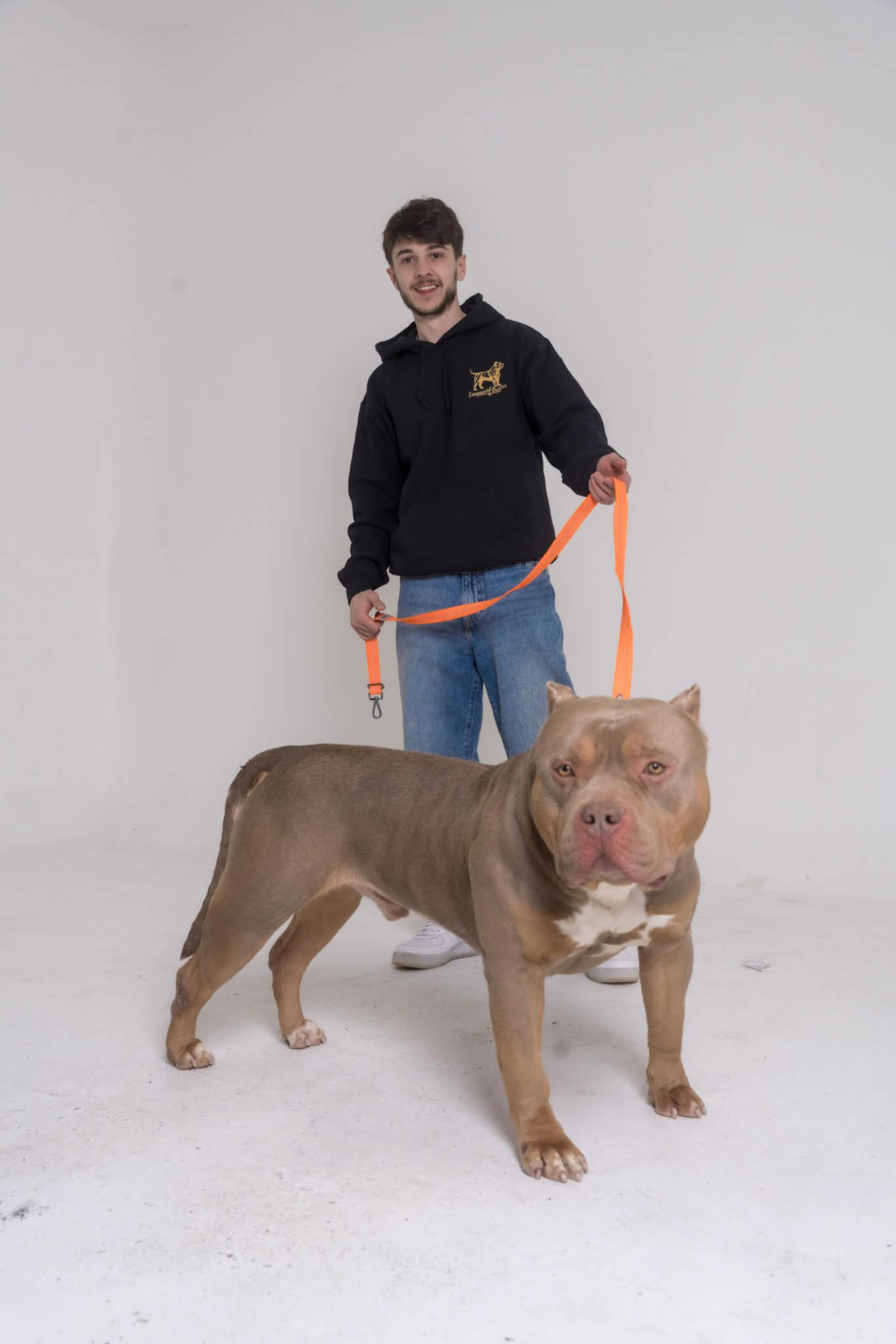 League of Bullies XL American Bully