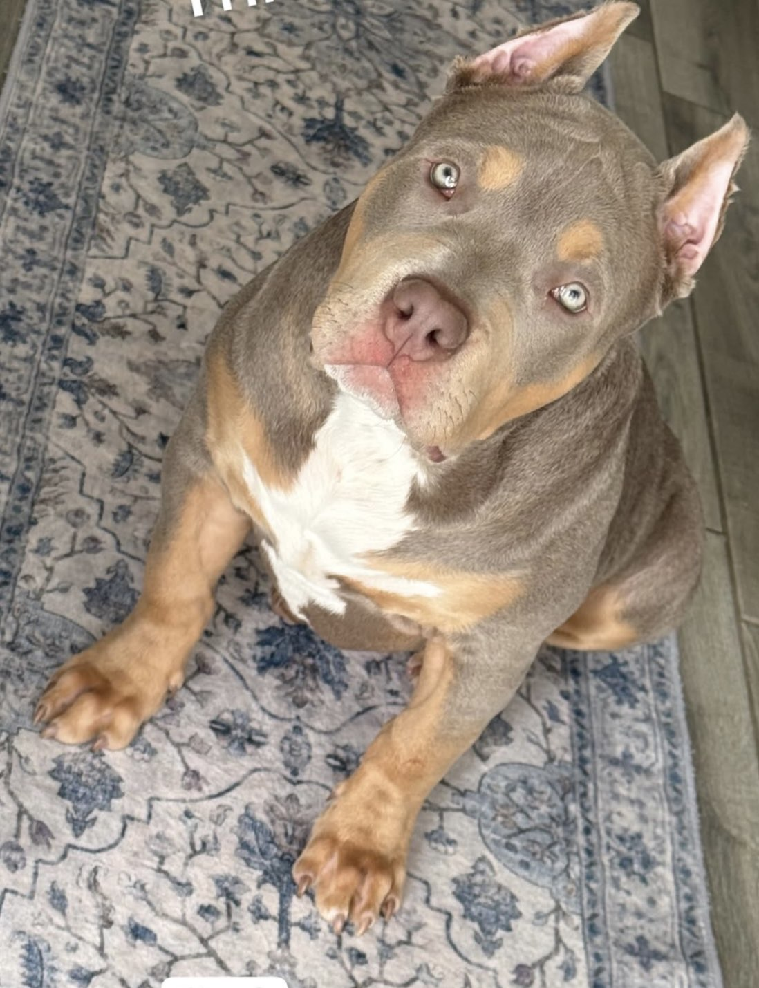 Puppy 1