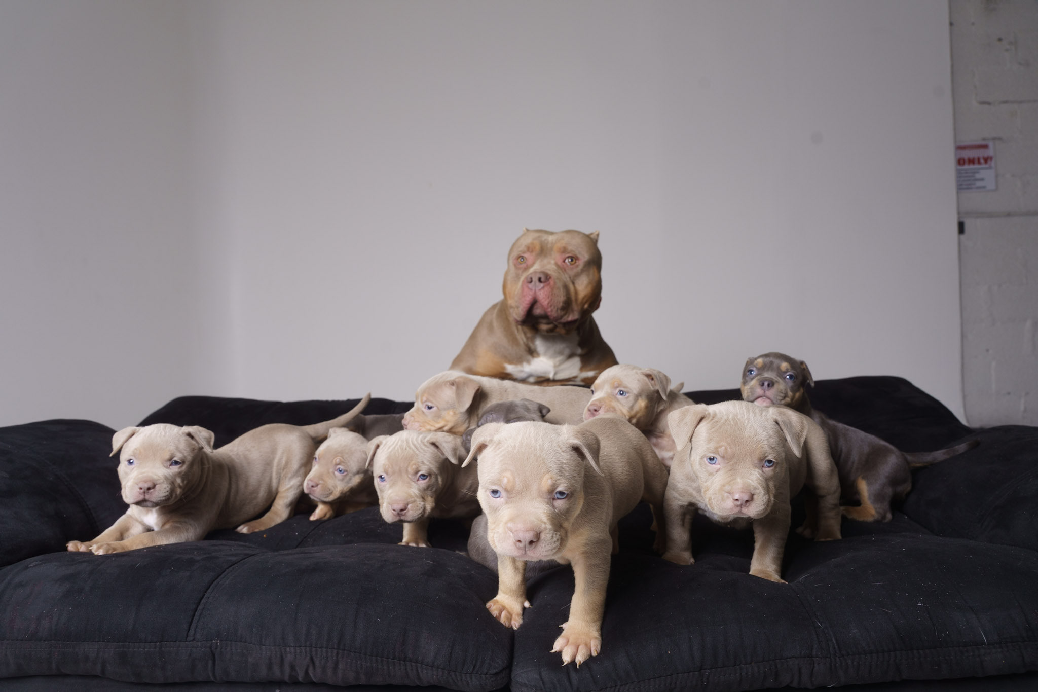 Puppy 2
