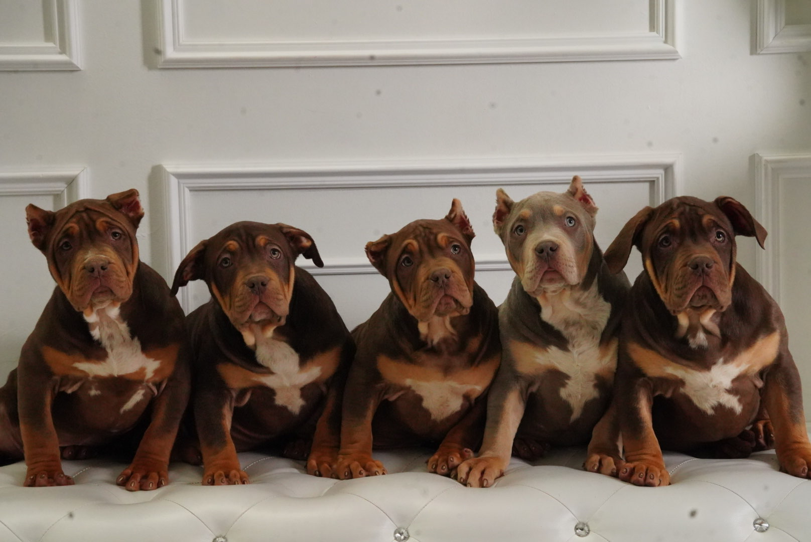 Puppy 3