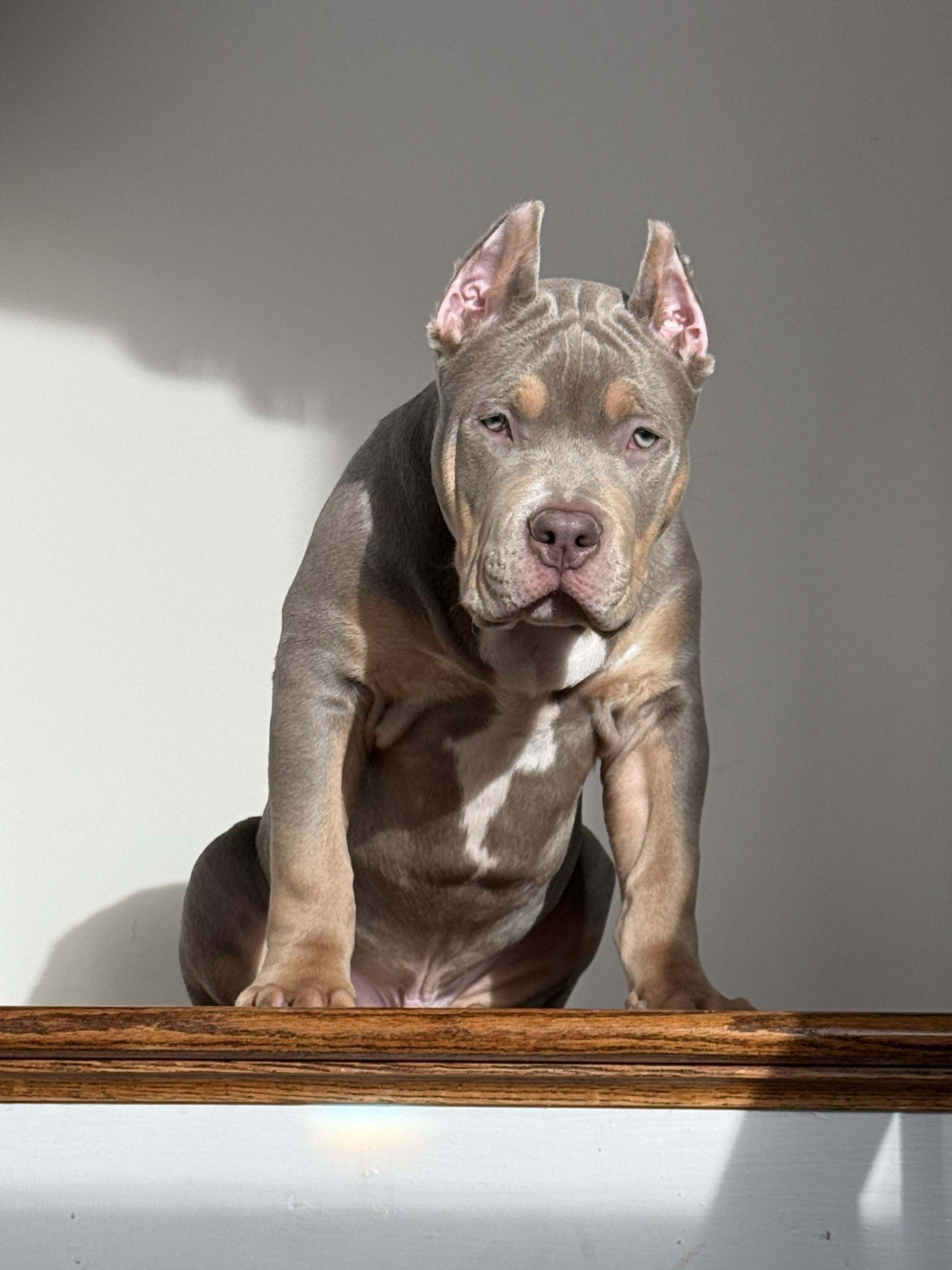 Puppy 6