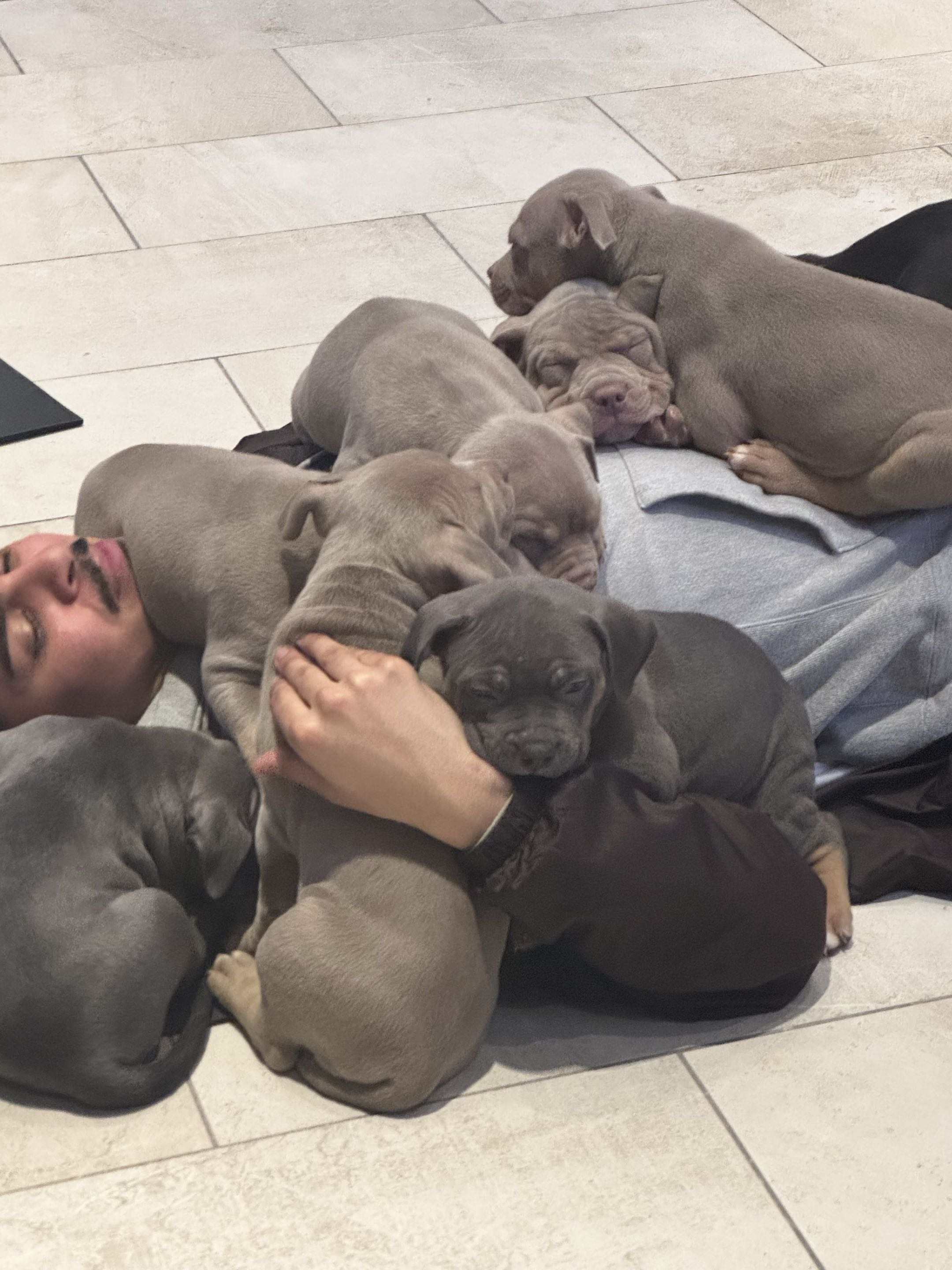Puppy 7