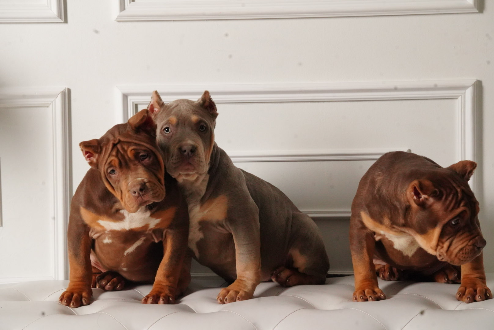 Puppy 8