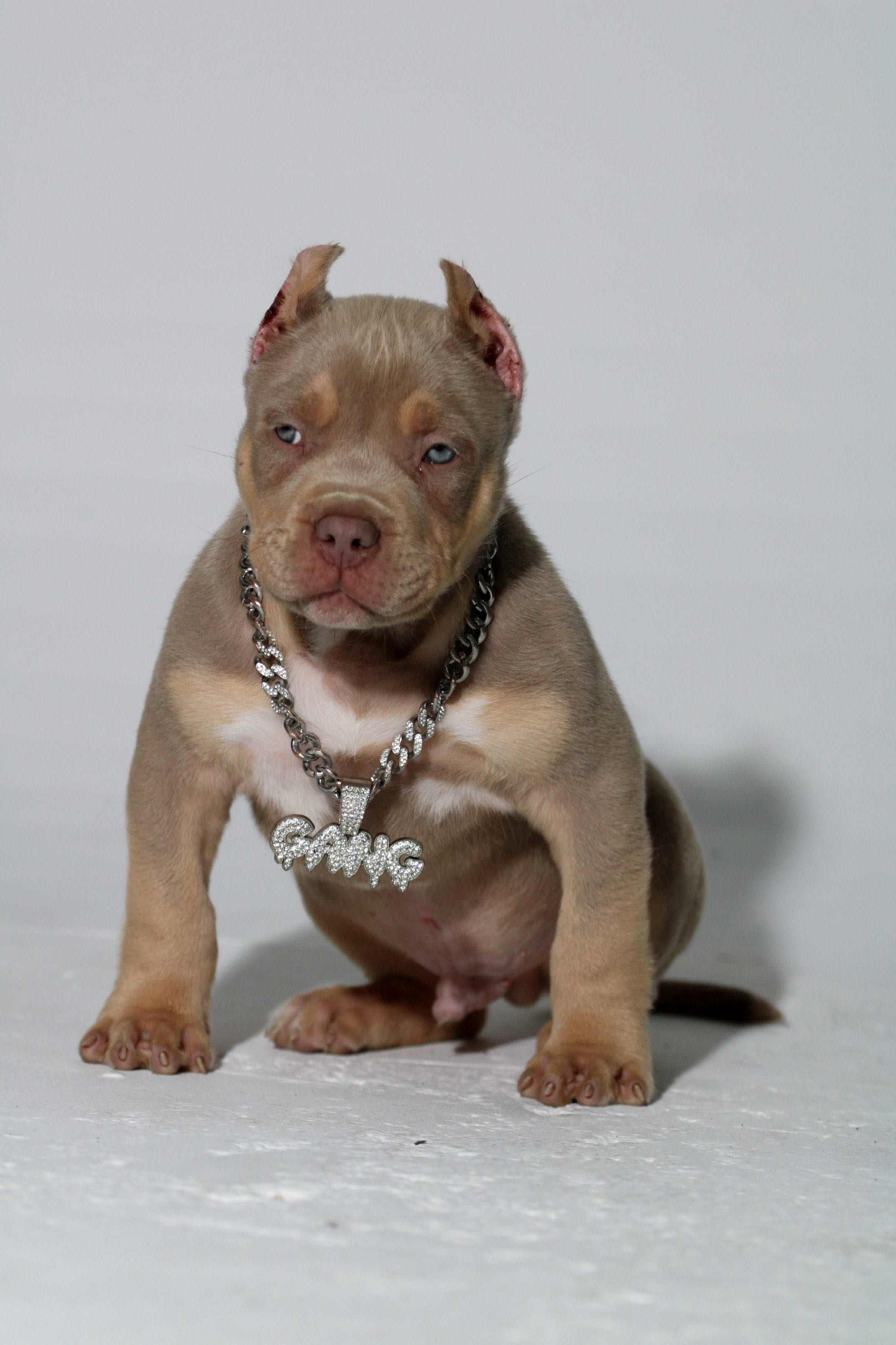 Puppy 9